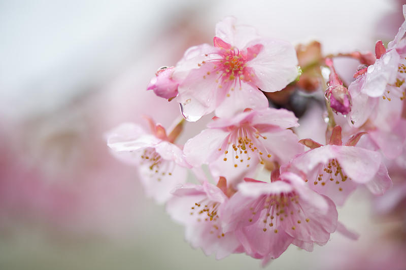 もう満開?! 河津桜@淀水路_f0032011_16222728.jpg