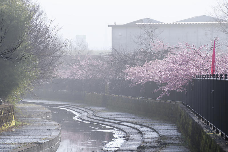 もう満開?! 河津桜@淀水路_f0032011_16222744.jpg