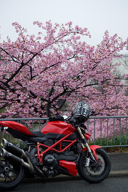 もう満開?! 河津桜@淀水路_f0032011_16222746.jpg