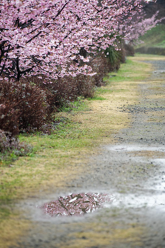 もう満開?! 河津桜@淀水路_f0032011_16222754.jpg