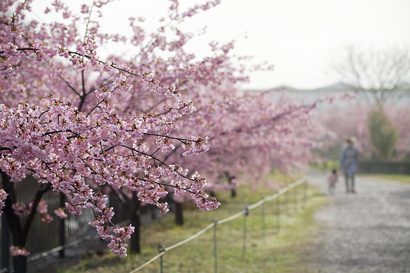 もう満開?! 河津桜@淀水路_f0032011_16222783.jpg