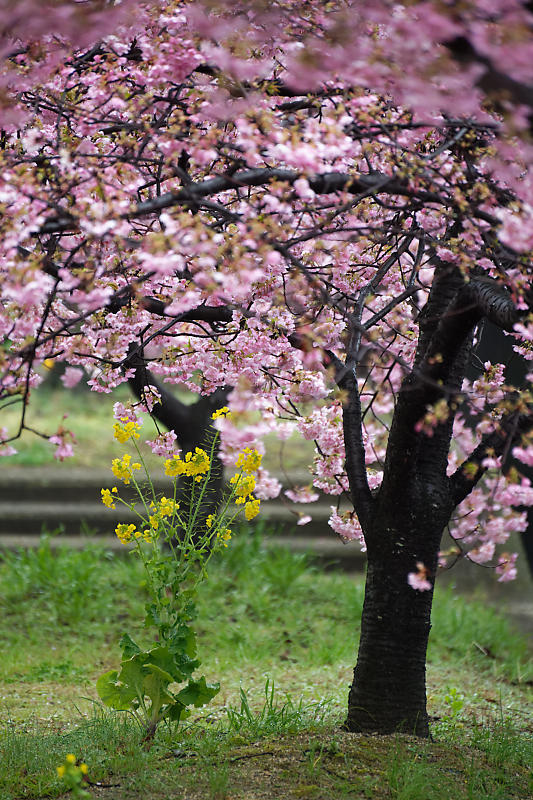 もう満開?! 河津桜@淀水路_f0032011_16262225.jpg