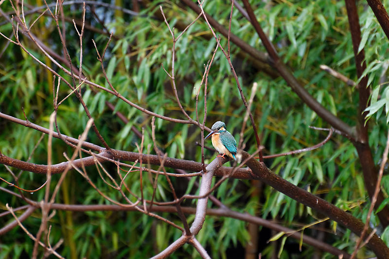 もう満開?! 河津桜@淀水路_f0032011_16262277.jpg