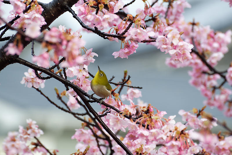 もう満開?! 河津桜@淀水路_f0032011_16262333.jpg