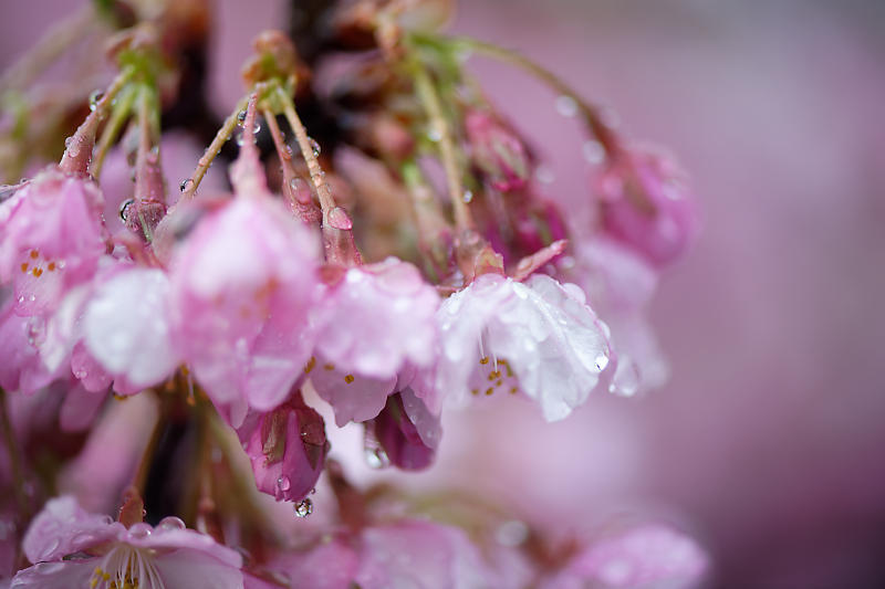 もう満開?! 河津桜@淀水路_f0032011_16262395.jpg