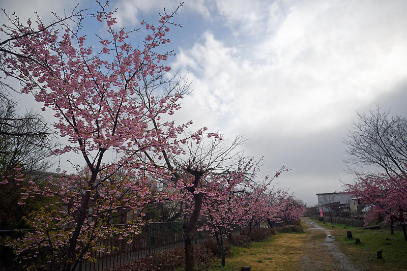もう満開?! 河津桜@淀水路_f0032011_16262396.jpg