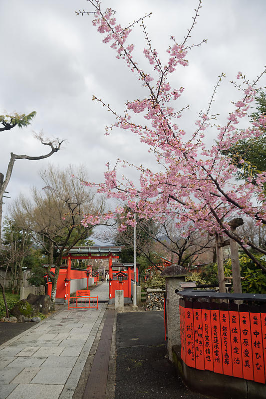 もう満開 河津桜 車折神社 デジタルな鍛冶屋の写真歩記 もう満開 河津桜 車折神社 デジタルな鍛冶屋の写真歩記