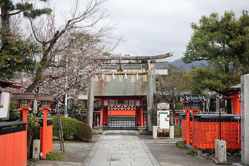 もう満開?! 河津桜@車折神社_f0032011_19083976.jpg