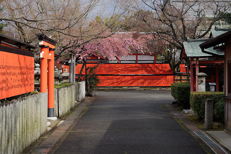 もう満開?! 河津桜@車折神社_f0032011_19083983.jpg