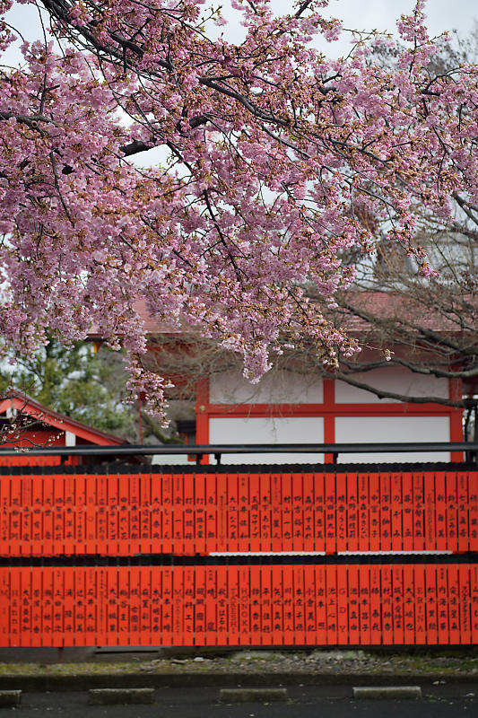 もう満開?! 河津桜@車折神社_f0032011_19083997.jpg