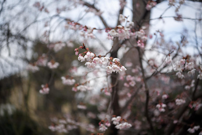 もう満開?! 河津桜@車折神社_f0032011_19083999.jpg
