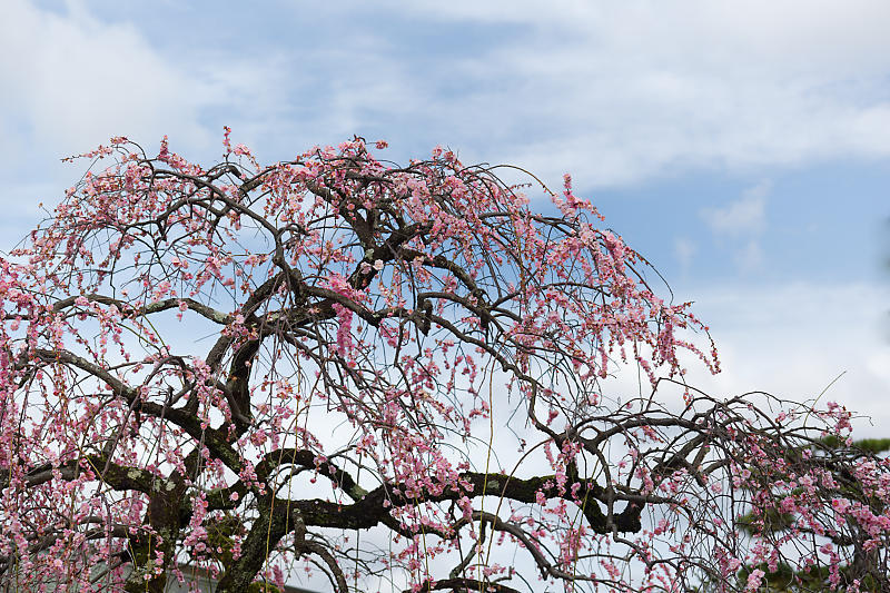 もう満開?! 河津桜@車折神社_f0032011_19084052.jpg