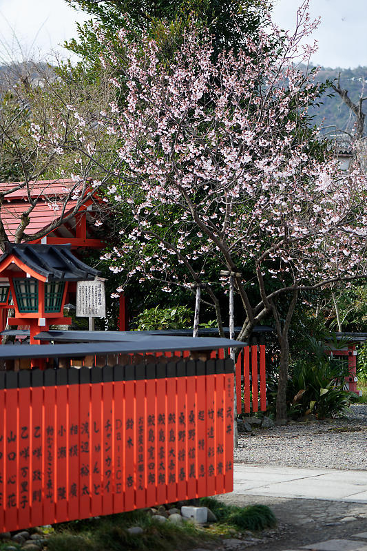 もう満開?! 河津桜@車折神社_f0032011_19084072.jpg