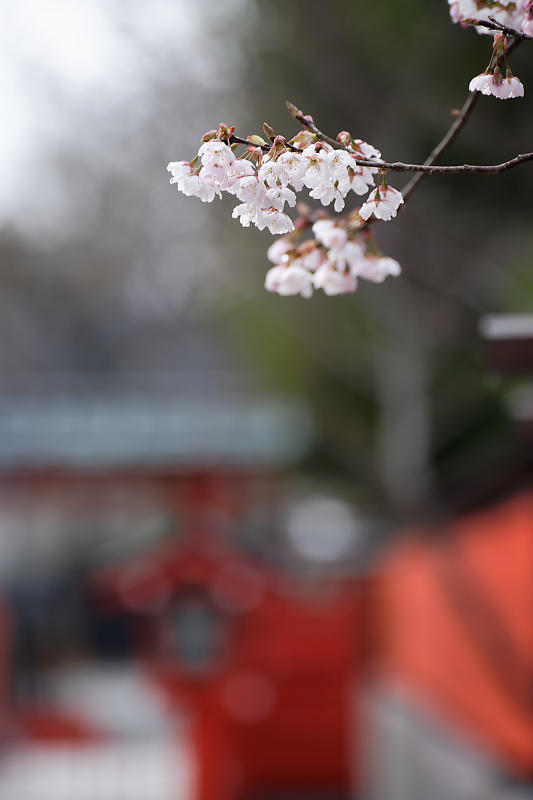 もう満開?! 河津桜@車折神社_f0032011_19101554.jpg
