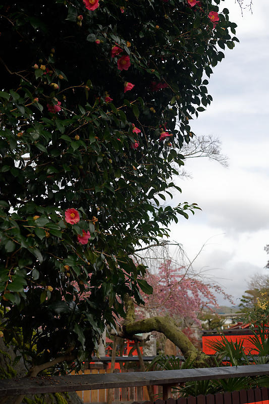もう満開?! 河津桜@車折神社_f0032011_19111021.jpg