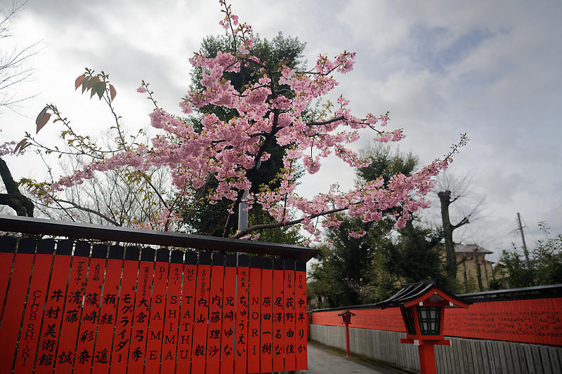 もう満開?! 河津桜@車折神社_f0032011_19111058.jpg