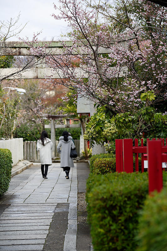 もう満開?! 河津桜@車折神社_f0032011_19111114.jpg