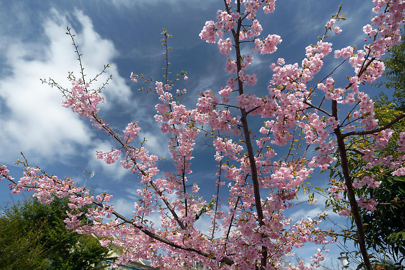 もう満開?! 河津桜@車折神社_f0032011_19111138.jpg