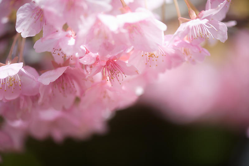 もう満開?! 河津桜@車折神社_f0032011_19111149.jpg
