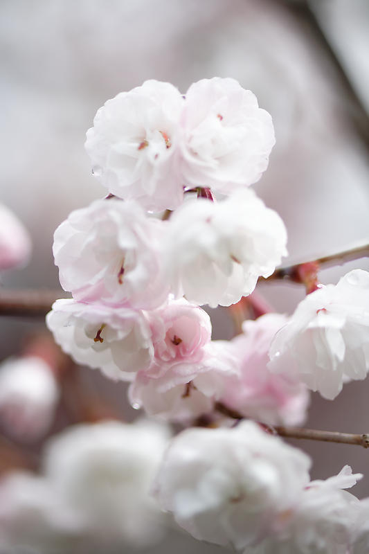 もう満開?! 河津桜@車折神社_f0032011_19111163.jpg