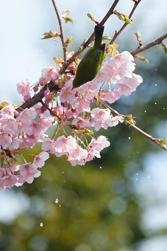 もう満開?! 河津桜@車折神社_f0032011_19125009.jpg