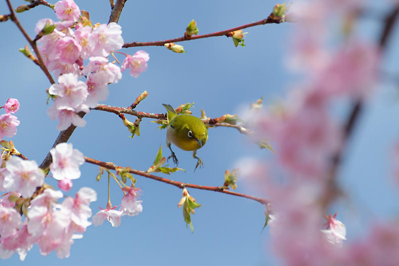 もう満開?! 河津桜@車折神社_f0032011_19125029.jpg