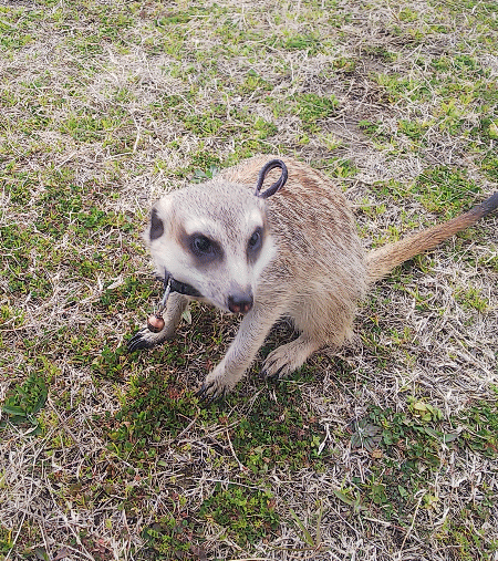 ミーアキャットですか はいそうです ええぇっ 続 びーち はうす