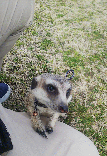 ミーアキャットですか はいそうです ええぇっ 続 びーち はうす