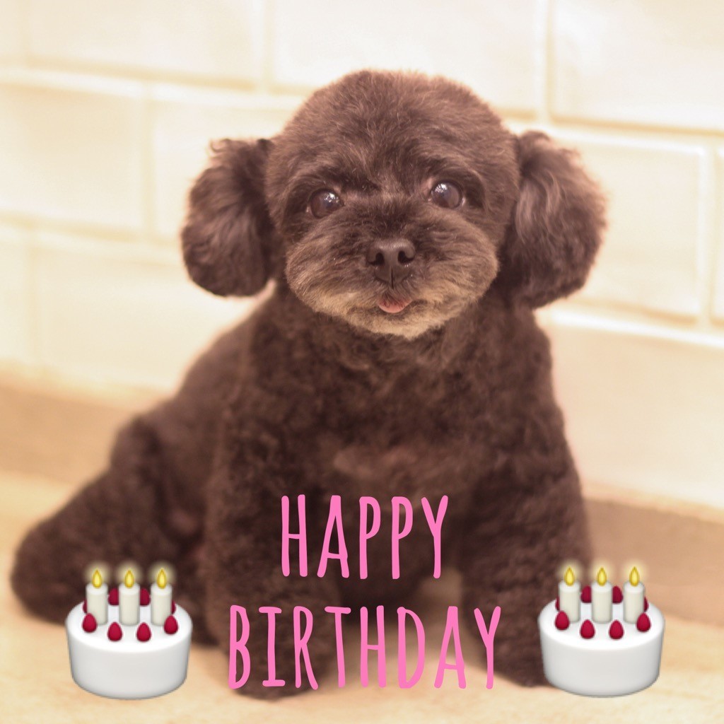 ☆ Happy Birthday ・ クララちゃん ☆_d0060413_16543610.jpg