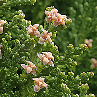 コノテガシワの雌花 樹木見て歩き コノテガシワの雌花 樹木見て歩き