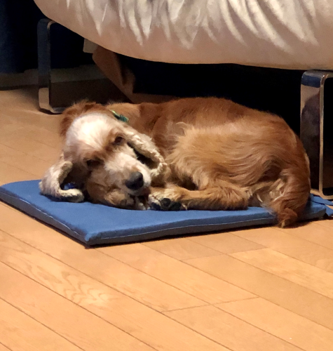保護犬を迎えるという事_b0046520_15520553.png