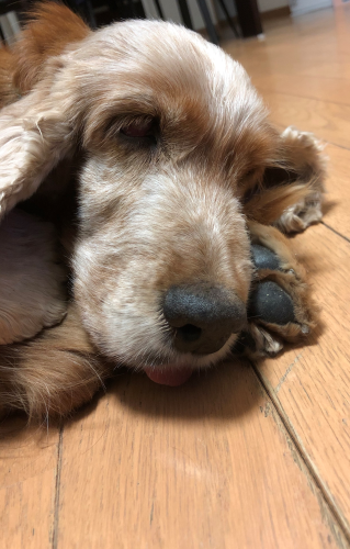 保護犬を迎えるという事_b0046520_15521863.png