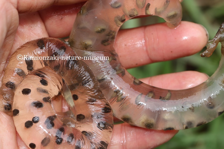 ジュニア生物調査隊 ~トウキョウサンショウウオの調査と保全~_a0386621_09474824.jpg