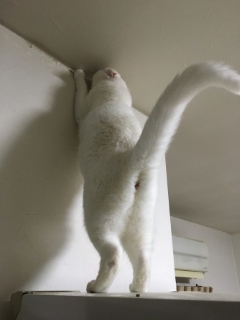 まさか 猫の学習能力 Bloom Works