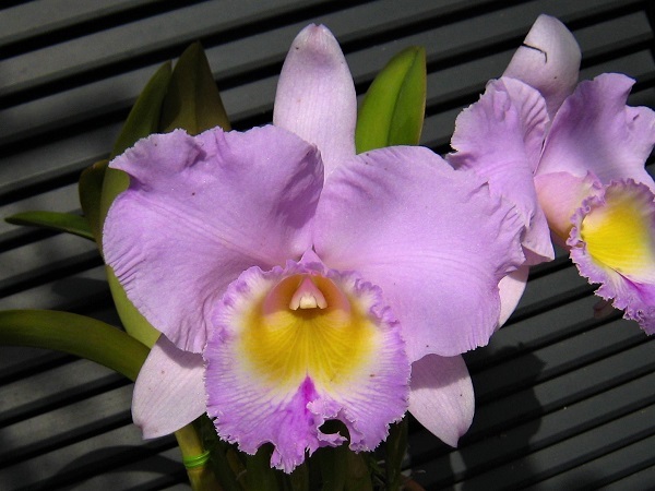 カトレア交配種 : Toshi-yan's garden