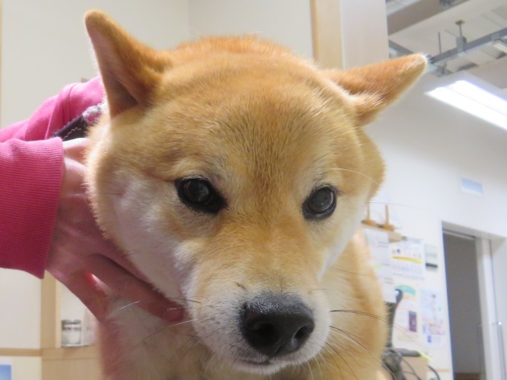 3 月 8 日の写真_c0174644_13475129.jpg