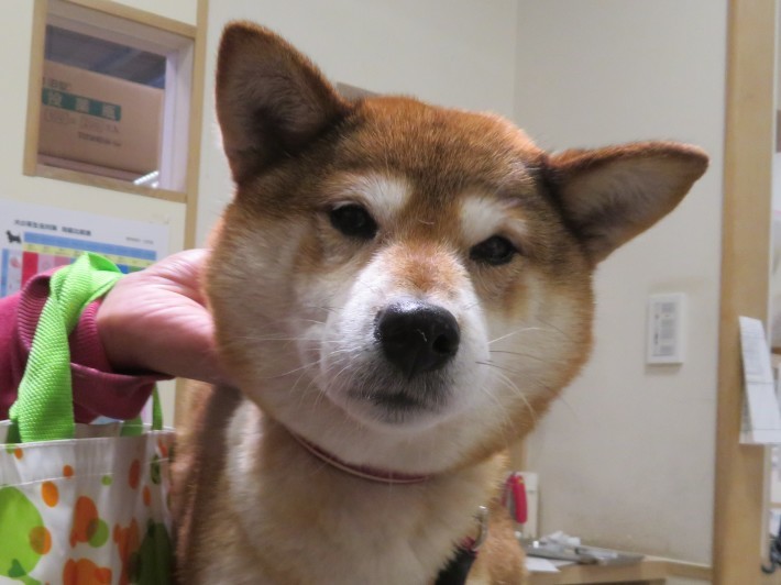 3 月 8 日の写真_c0174644_13513456.jpg