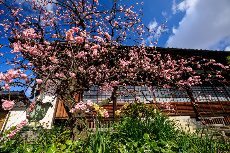 梅の季節（祐正寺・地福寺）_f0155048_12553120.jpg