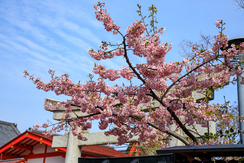 Prologue 2020桜咲く京都 桜と梅の園（車折神社）_f0155048_22523446.jpg