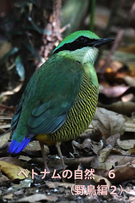 ベトナムの自然 6 野鳥編2 還暦からのネイチャーフォト ベトナムの自然 6 野鳥編2 還暦からのネイチャーフォト