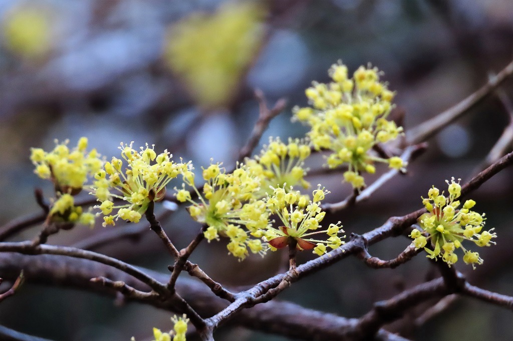 サンシュユの花を見に・・_b0236251_11112610.jpg