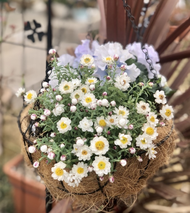 アドマイヤーを撒きました♫とまたやってしまった(T . T)_a0396654_20341618.jpeg