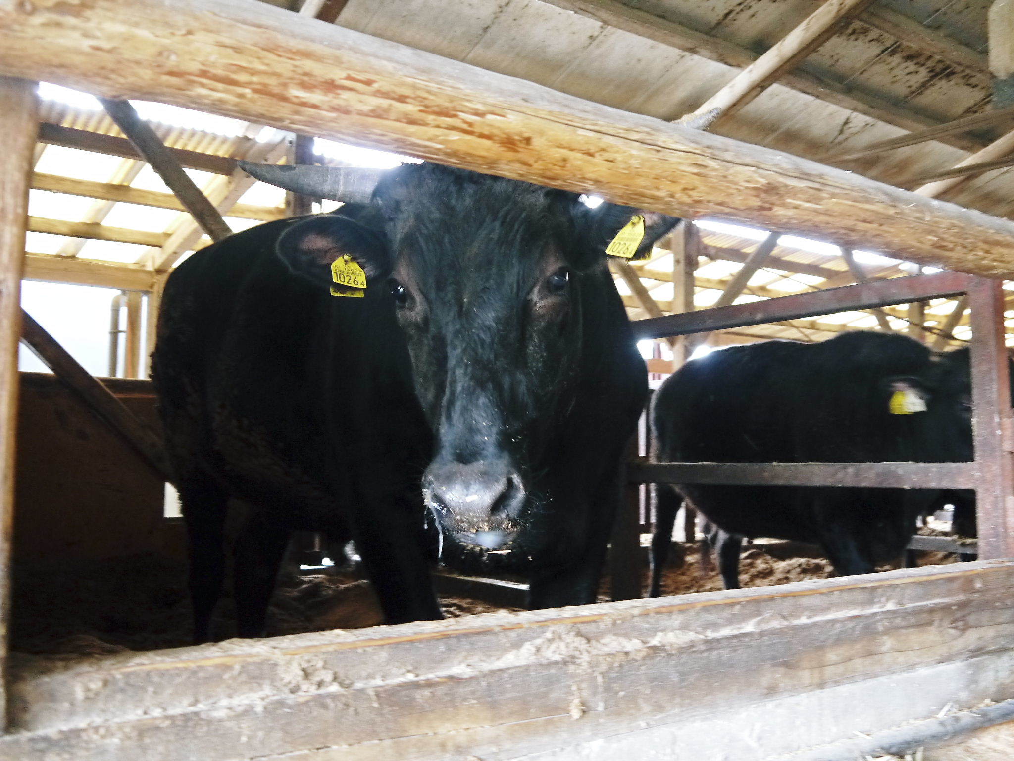 熊本県産黒毛和牛の精肉販売に向けて 店舗でのランチミーティングで聞いた夫婦大げんかの話!_a0254656_17450951.jpg
