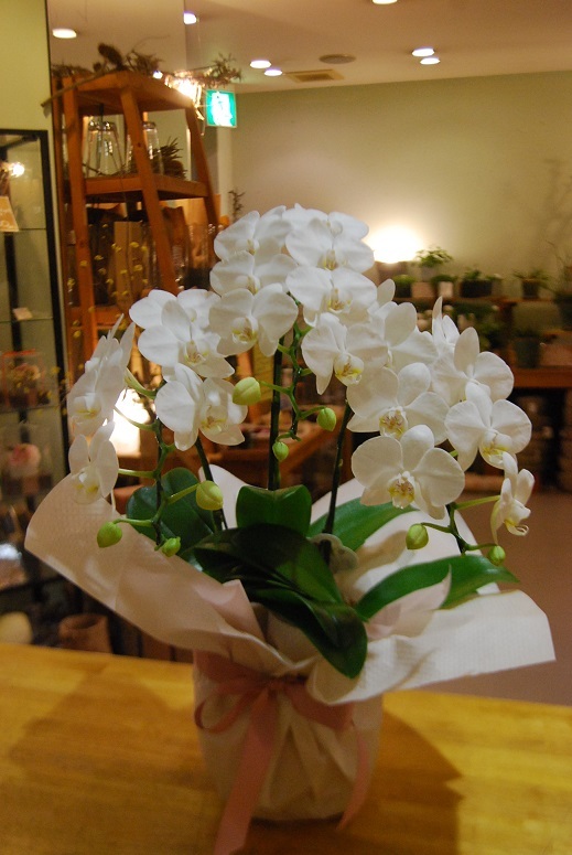 蘭のご用意あります。_a0201358_17035238.jpg