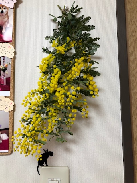ミモザの日_e0367571_11021612.jpg