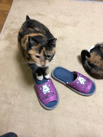 おめめパッチリ_e0355177_17130662.jpg