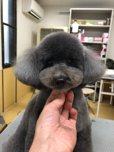 トリミングブログ🌟_f0357682_09290036.jpg