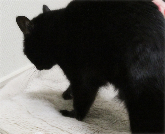 猫のもみもみ_a0389088_05461268.jpg