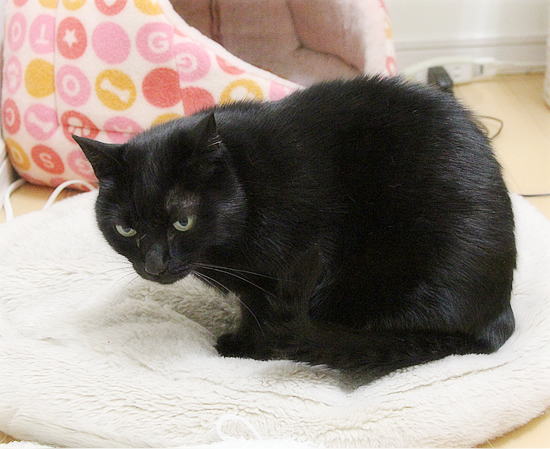 猫のもみもみ_a0389088_05461352.jpg