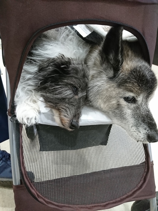 昨日の検査結果と点滴8日目  こつぶ_f0055395_09282591.jpg